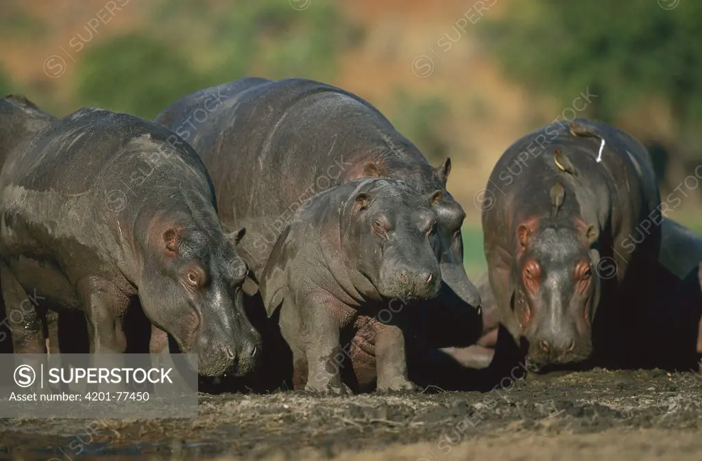 Hippopotamus (Hippopotamus amphibius) standing at the Khwai River, Botswana