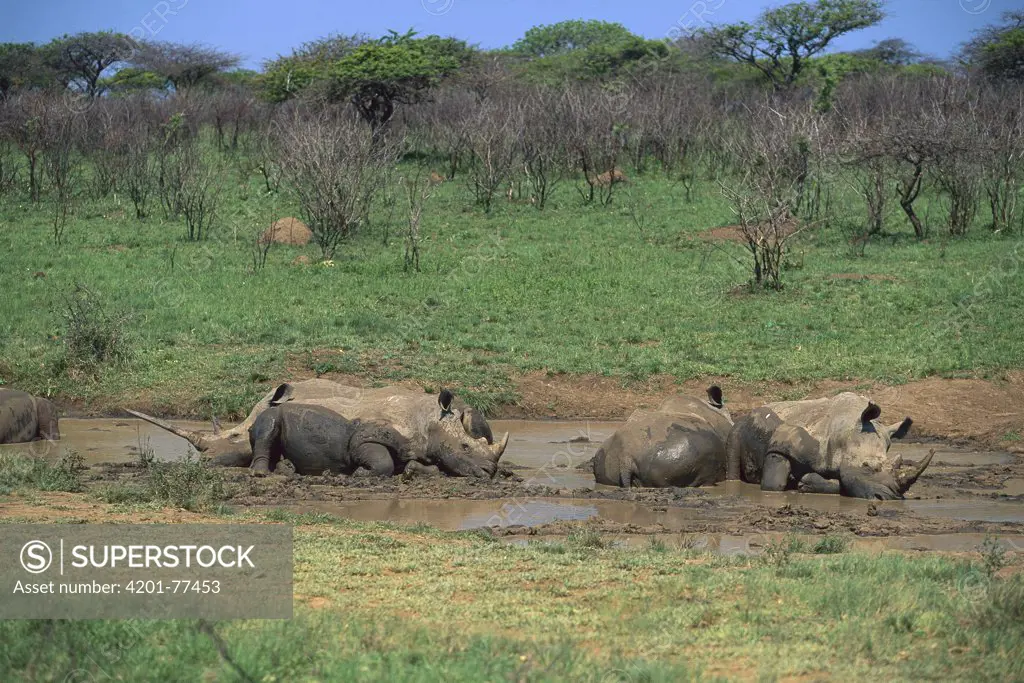 White Rhinoceros (Ceratotherium simum) group wallowing in mud, South Africa