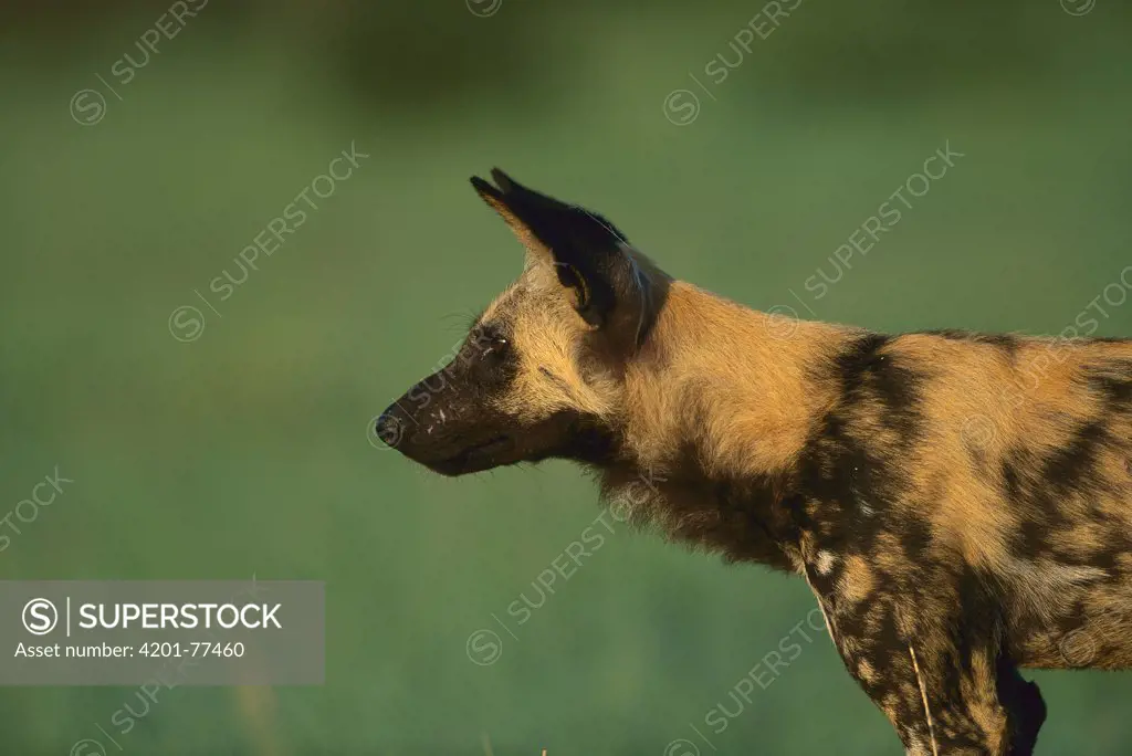 African Wild Dog (Lycaon pictus) summer, Savute, Chobe National Park, Botswana