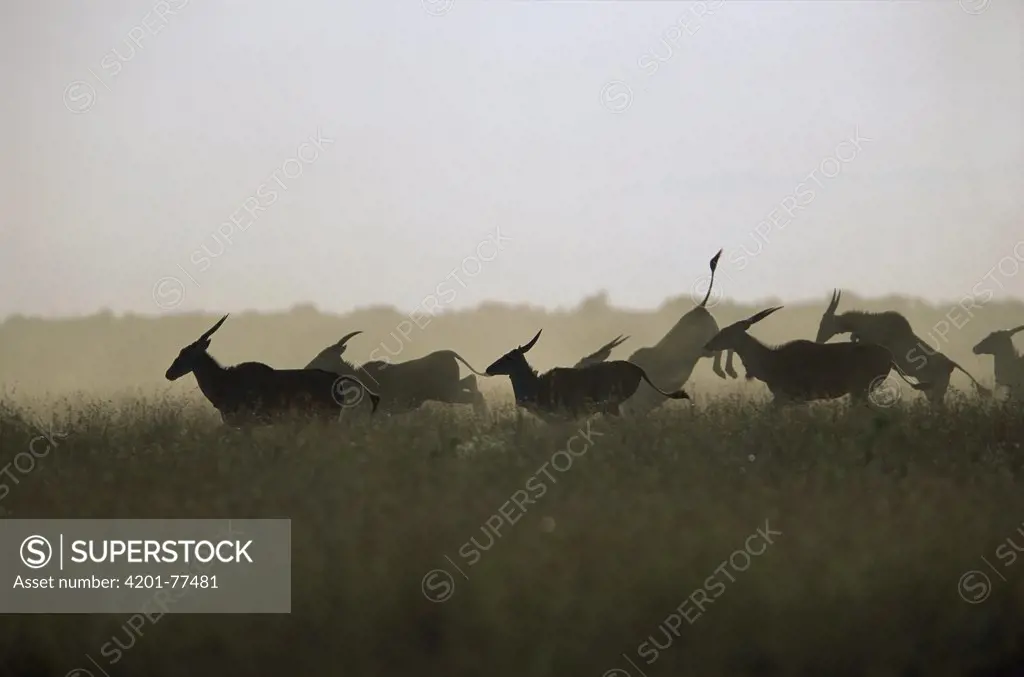 Eland (Taurotragus oryx) herd running, Laikpia, Kenya