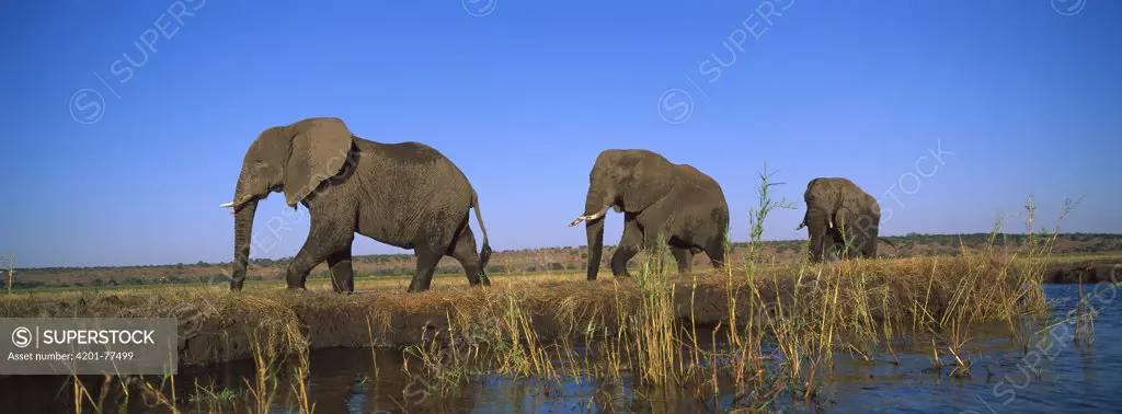African Elephant (Loxodonta africana) bulls walking along Chobe River, Chobe National Park, Botswana
