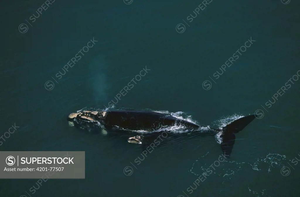 Southern Right Whale (Eubalaena australis) surfacing, Plettenberg Bay, South Africa
