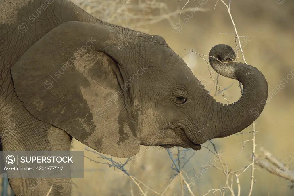 African Elephant (Loxodonta africana) juvenile during dry season, Etosha National Park, Namibia