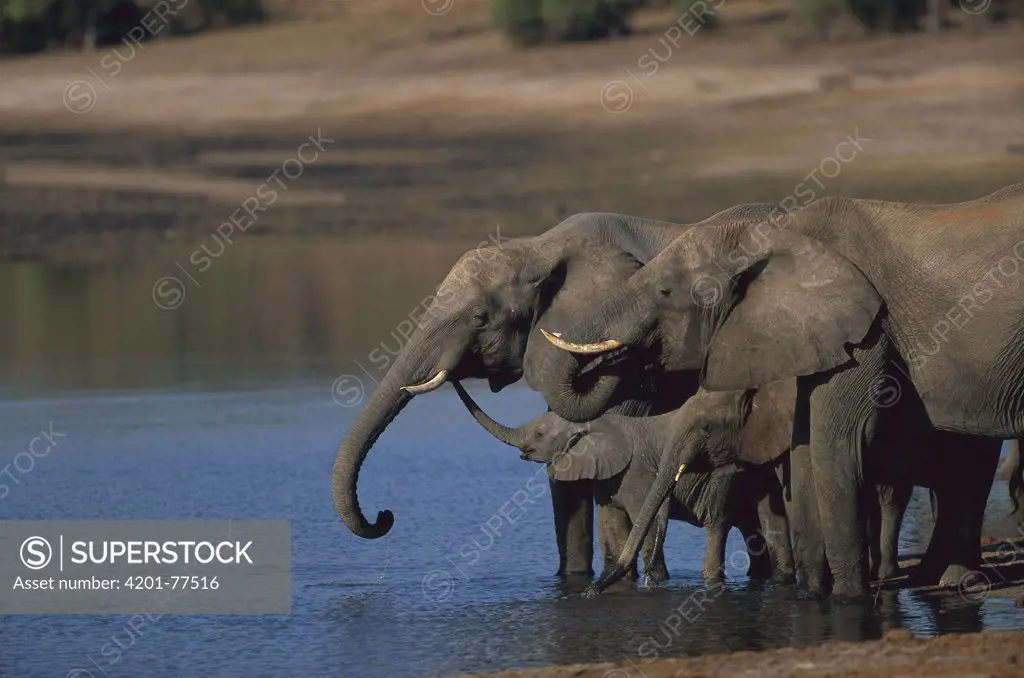 African Elephant (Loxodonta africana) herd drinking, Chobe National Park, Botswana