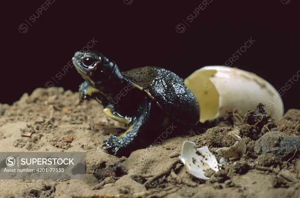 Western Pond Turtle (Clemmys marmorata) hatchling emerging from egg, Columbia River Gorge, Washington