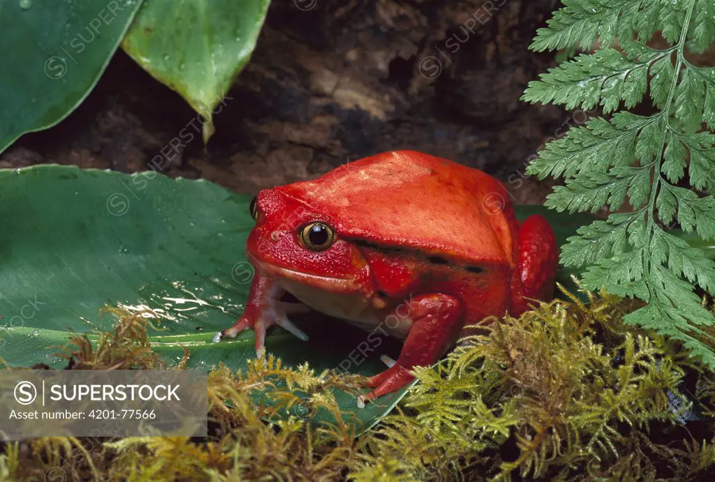 Tomato Frog (Dyscophus antongilii) female, very rare in nature, only found in the town of Maroantsetra, native to Madagascar