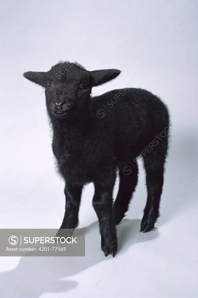 Domestic Sheep (Ovis aries), black lamb portrait, North America