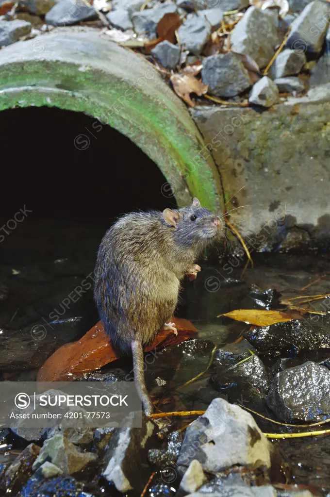 Brown Rat (Rattus norvegicus) at waste water outlet, common pest species native to Europe, introduced worldwide