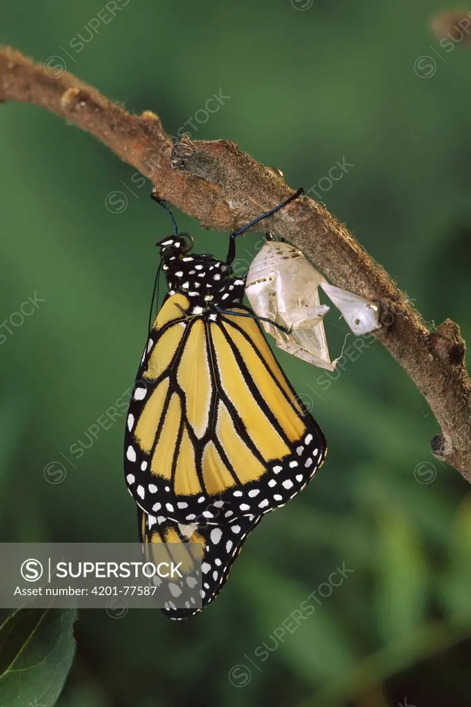 Monarch (Danaus plexippus) butterfly, emerging from chrysalis, North America