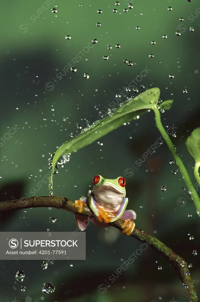 Red-eyed Tree Frog (Agalychnis callidryas) in rain, native to Central and South America