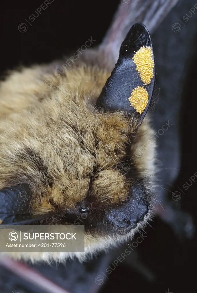 Western Long-eared Myotis (Myotis evotis) bat, adult with ear mites, Deschutes National Forest, Oregon