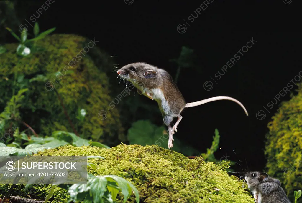 Deer Mouse (Peromyscus maniculatus) jumping as an evasive behavior, Forest Park, Oregon