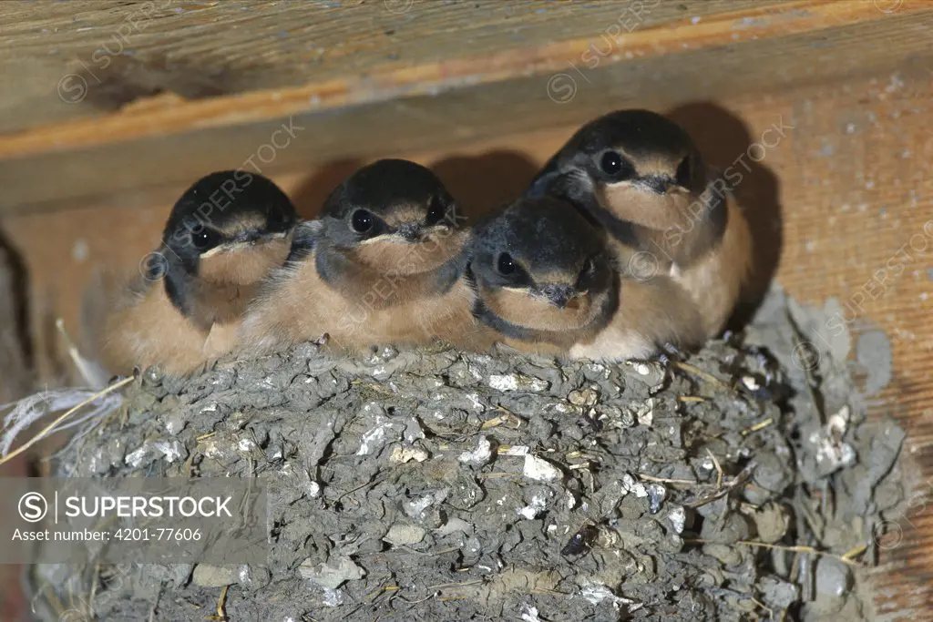 Barn Swallow (Hirundo rustica) chicks in nest, North America