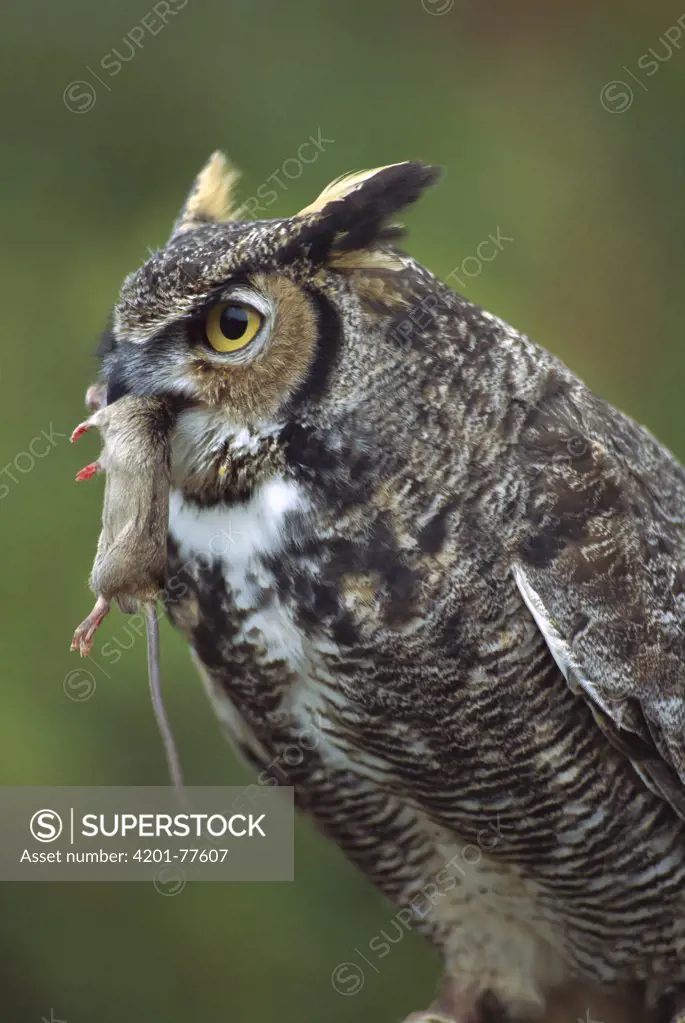 Great Horned Owl (Bubo virginianus) with House Mouse (Mus musculus) prey, North America