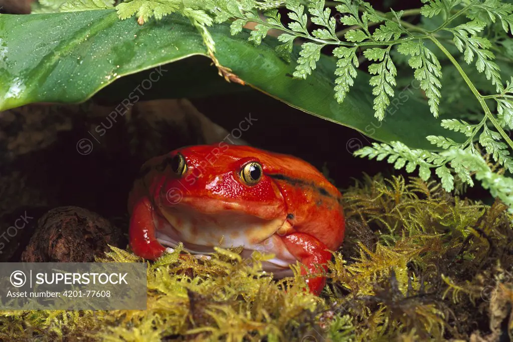 Tomato Frog (Dyscophus antongilii) female, very rare in nature, native to Madagascar