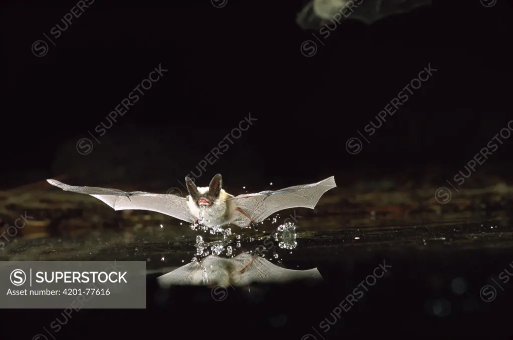 Western Long-eared Myotis (Myotis evotis) bat, drinking water from pond, Deschutes National Forest, Oregon