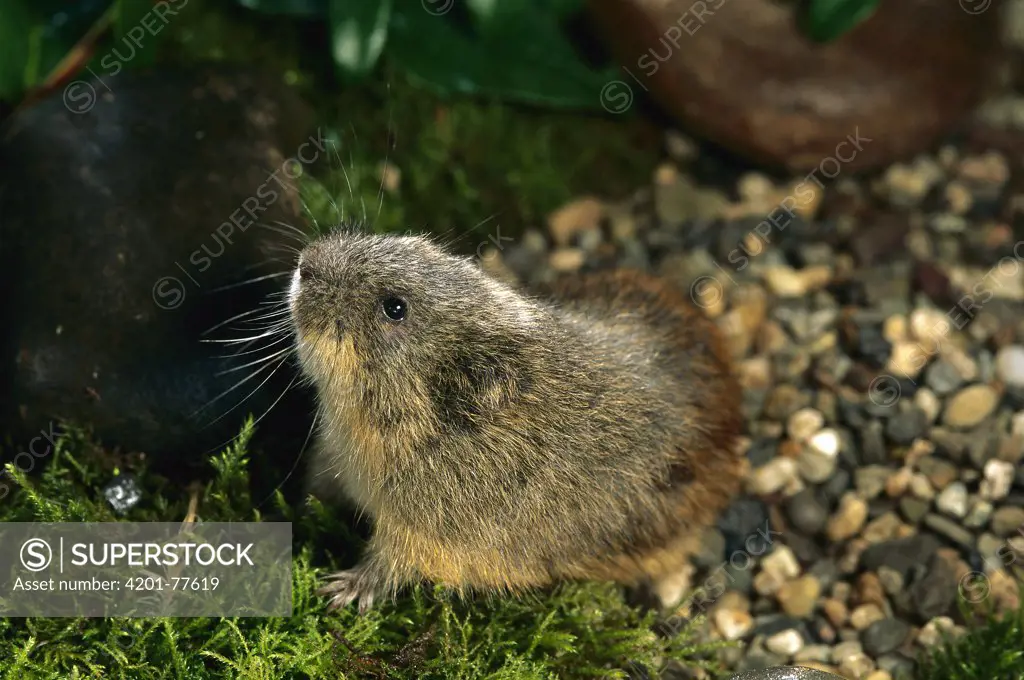 Brown Lemming (Lemmus sibiricus) occurs across upper latitudes of the Nearctic and Palearctic zones