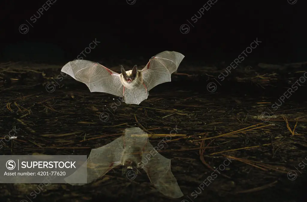 Western Long-eared Myotis (Myotis evotis) bat, flying over pond, Deschutes National Forest, Oregon