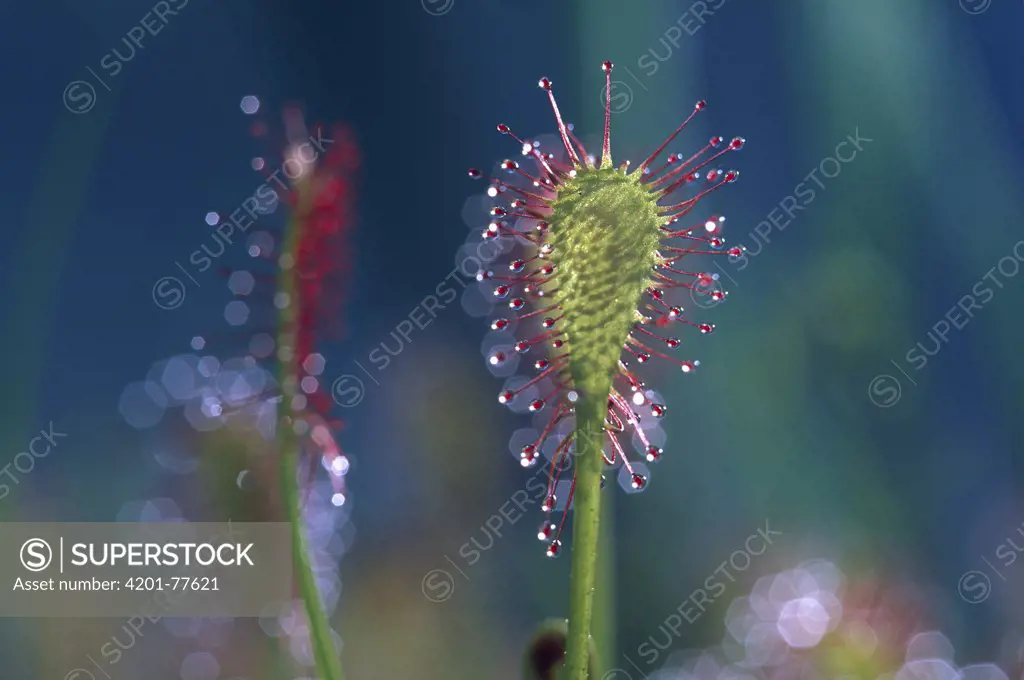 Common Sundew (Drosera rotundifolia) carnivorous plant showing sticky hairs which trap insects, Oregon