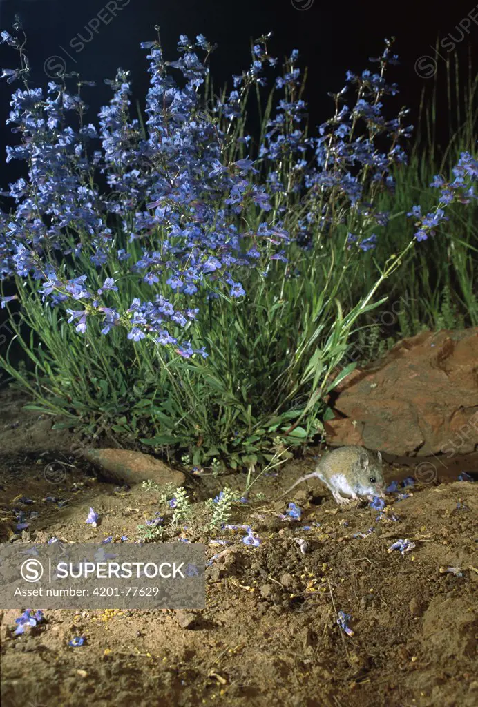 Western Harvest Mouse (Reithrodontomys megalotis) foraging on delphinium flowers at night at the Nature Conservancy Zumwalt Prairie Reserve, Oregon