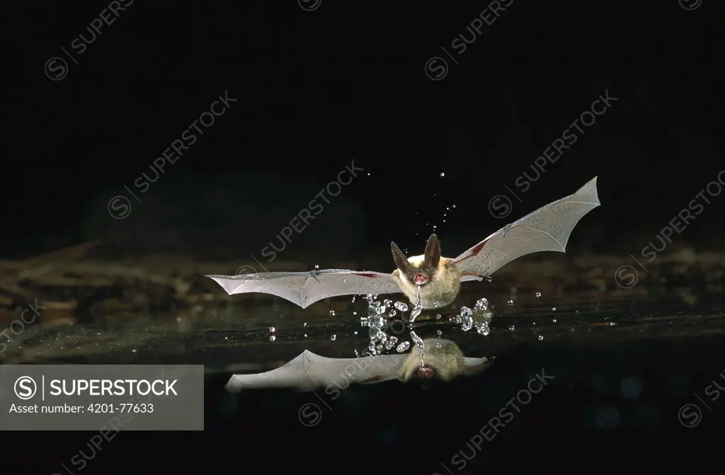 Western Long-eared Myotis (Myotis evotis) bat, drinking from pond, Deschutes National Forest, Oregon