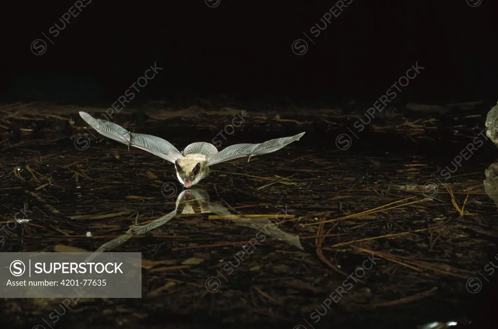 Western Long-eared Myotis (Myotis evotis) bat flying over pond hunting insects, Deschutes National Forest, Oregon