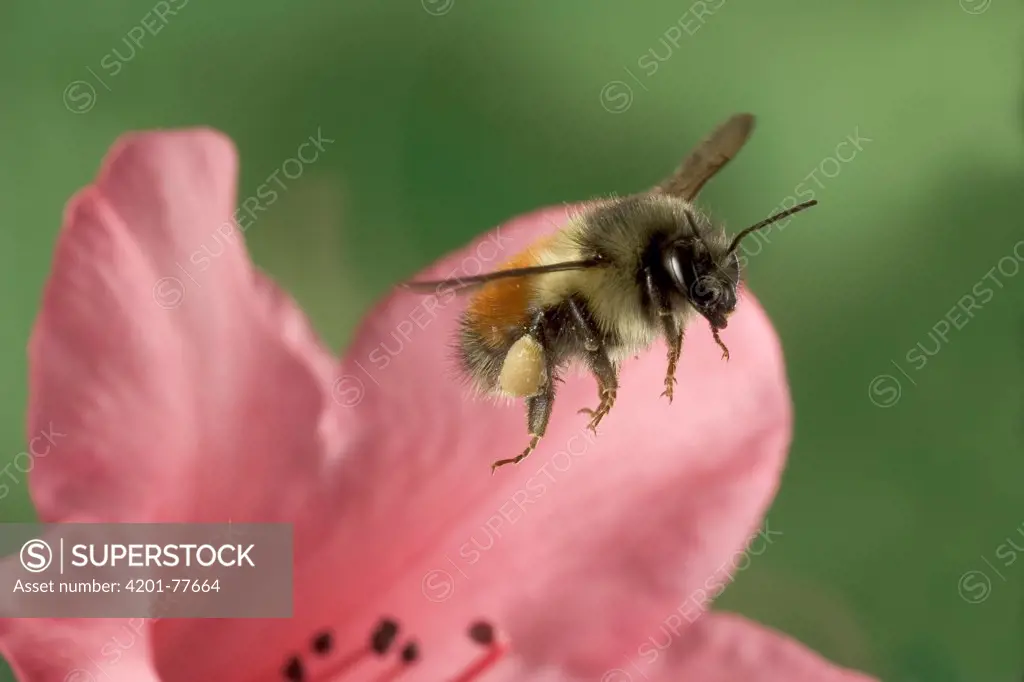 Bumblebee (Bombus huntii) with full pollen baskets, flies from a Rhododendron flower, northeast Oregon