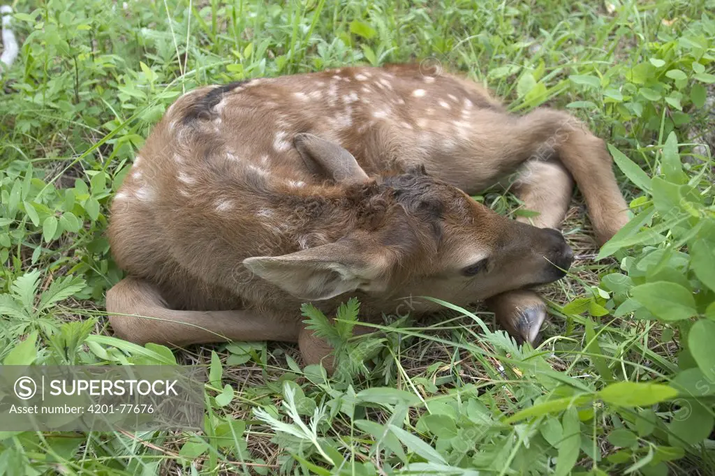 American Elk (Cervus elaphus nelsoni) male newborn calf less than 24 hours old Newborn calves like this one will lay still and do their best to hide when a threat is perceived, Sled Springs Elk Study Area, northeast Oregon