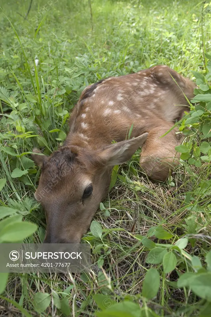 American Elk (Cervus elaphus nelsoni) male newborn calf less than 24 hours old Newborn calves like this one will lay still and do their best to hide when a threat is perceived, Sled Springs Elk Study Area, northeast Oregon