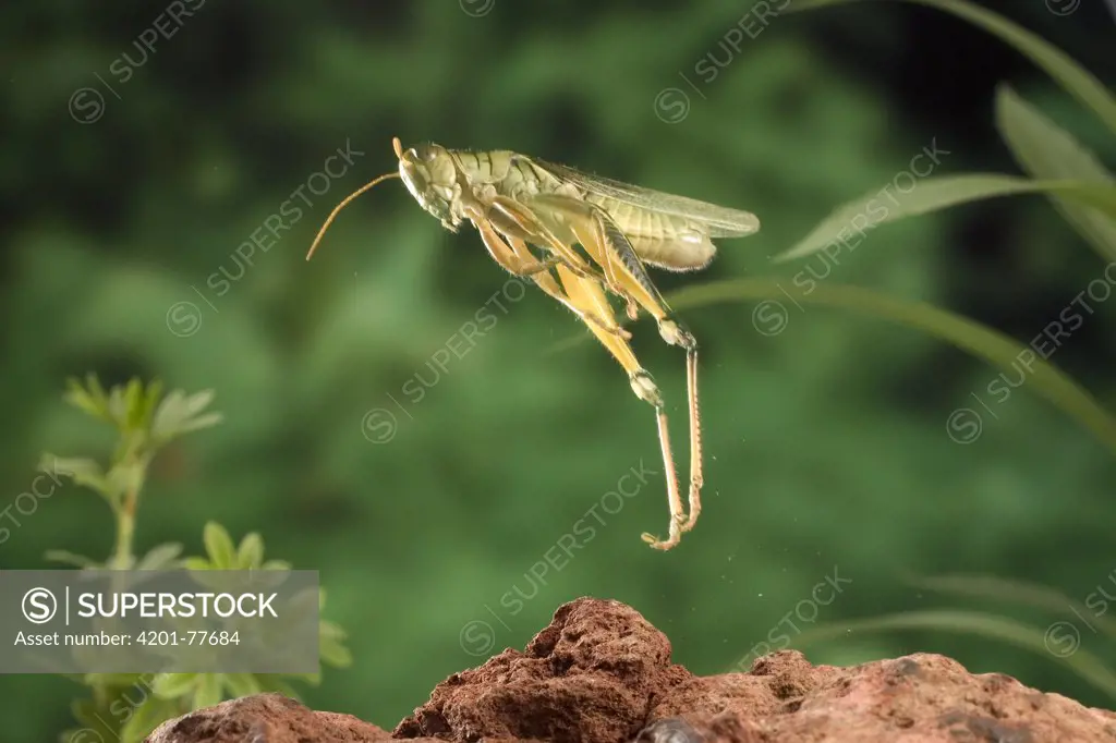 Two-striped Grasshopper (Melanoplus bivittatus) adult female jumping, Deschutes National Forest, Oregon