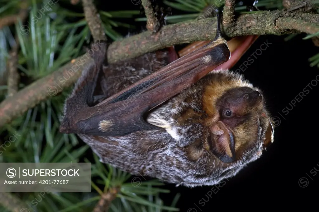 Hoary Bat (Lasiurus cinereus) climbing through a Douglas Fir (Pseudotsuga menziesii) branch, the Hoary Bat Will often roost in the branches of trees in more exposed areas than is typical for most bats, northern Oregon