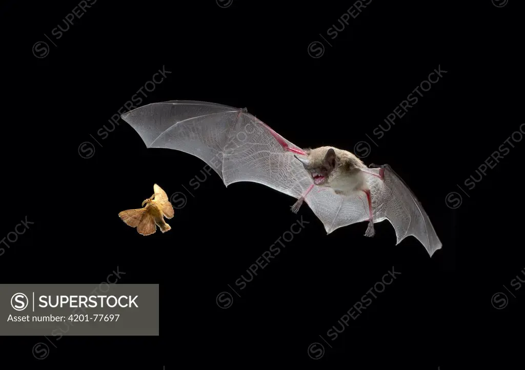 Little Brown Bat (Myotis lucifugus) pursues a forest moth, the mouth is open to allow the bat to echolocate when a moth is caught, it is scooped up in the wing and then delivered to the mouth, digital composite