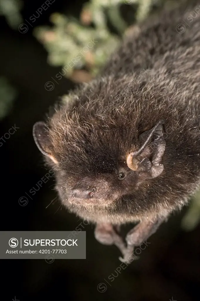 Silver-haired Bat (Lasionycteris noctivagans) roosting in Juniper tree near Drake Creek in Lake County, Oregon