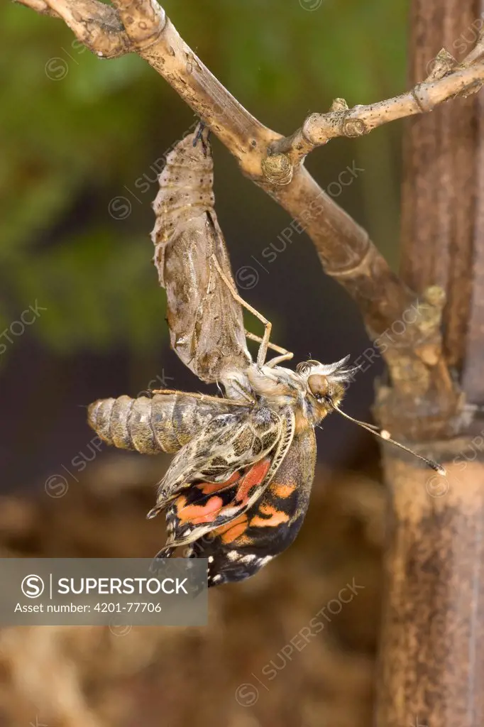 Painted Lady (Vanessa cardui) butterfly emerging from its chrysalis, North America