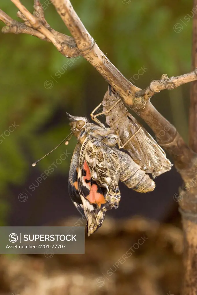 Painted Lady (Vanessa cardui) butterfly freshly emerged from its chrysalis, North America