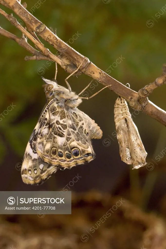 Painted Lady (Vanessa cardui) butterfly freshly emerged from its chrysalis drying its wings, North America