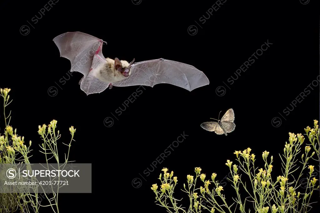 Western Pipistrelle (Pipistrellus hesperus) bat chases a moth over desert scrub, near Pine Creek in the John Day Fossil Beds National Monument, Clarno Unit, Oregon