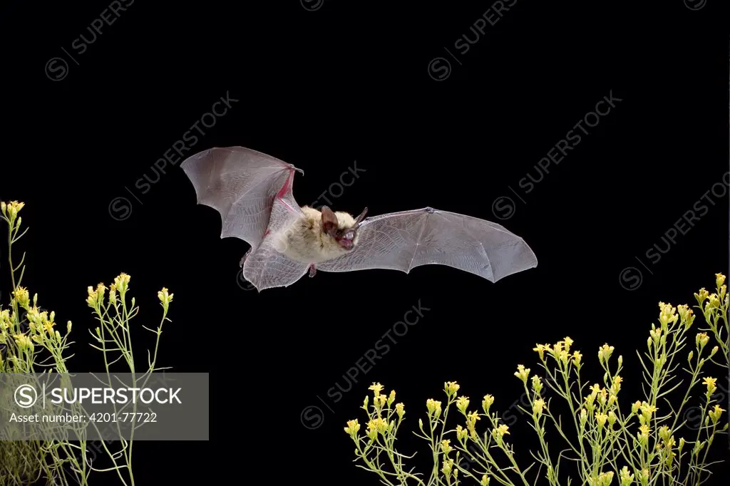 Western Pipistrelle (Pipistrellus hesperus) bat flying over desert scrub, near Pine Creek in the John Day Fossil Beds National Monument, Clarno Unit, Oregon, this is the smallest bat found north of Mexico