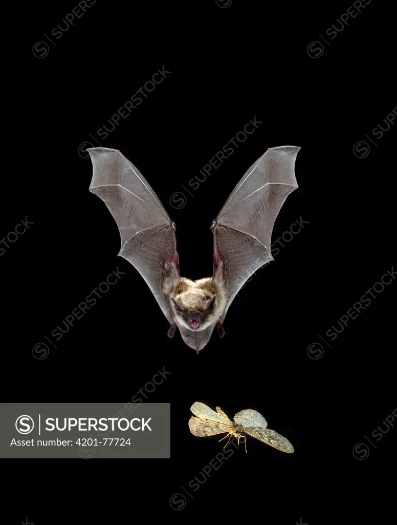 Yuma Myotis (Myotis yumanensis) bat, female pursuing a moth on the wing, Oregon
