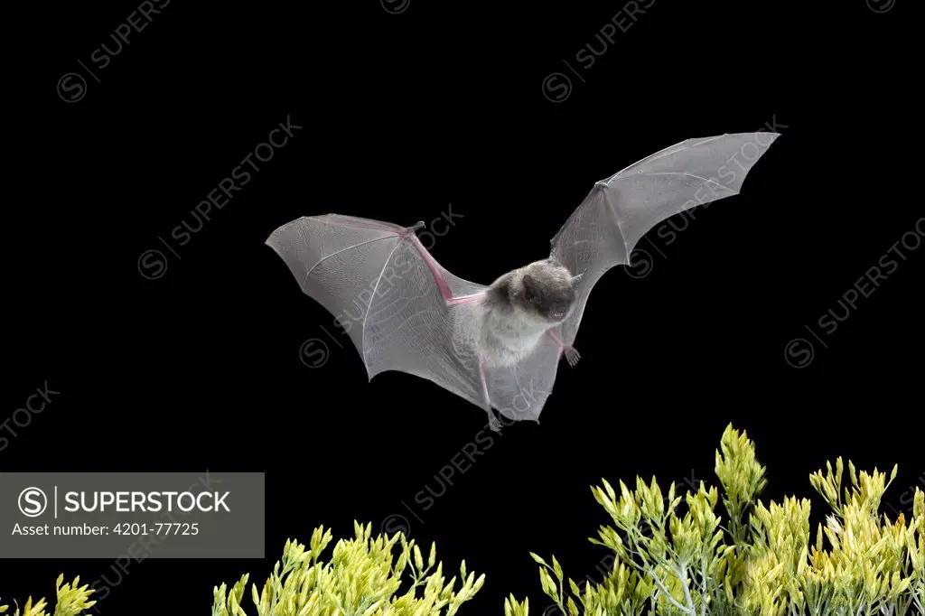 Yuma Myotis (Myotis yumanensis) bat, male flying over rabbit brush in high desert near Silver Creek in central Oregon