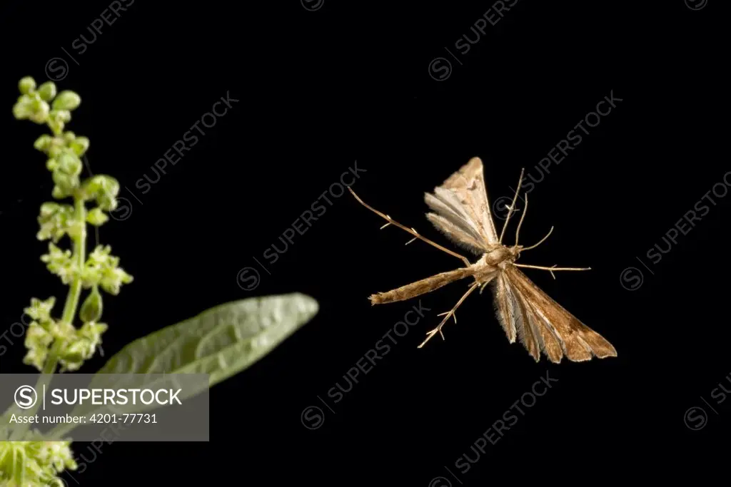 Plume Moth (Platyptilia pallidactyla) flying on a warm summer night, coastal mountains of Oregon