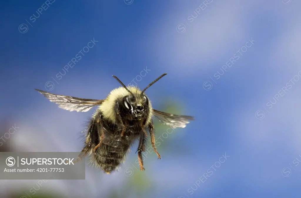 Bumblebee (Bombus sp) flying, Deschutes National Forest, Oregon