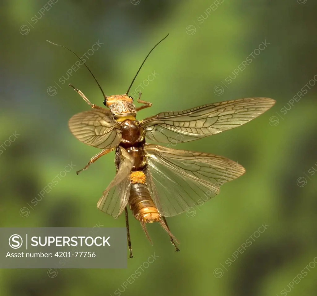 Golden Stonefly (Hesperoperla pacifica) carrying a load of parasitic mites flying near the bank of the Metolius River, Deschutes National Forest, Oregon