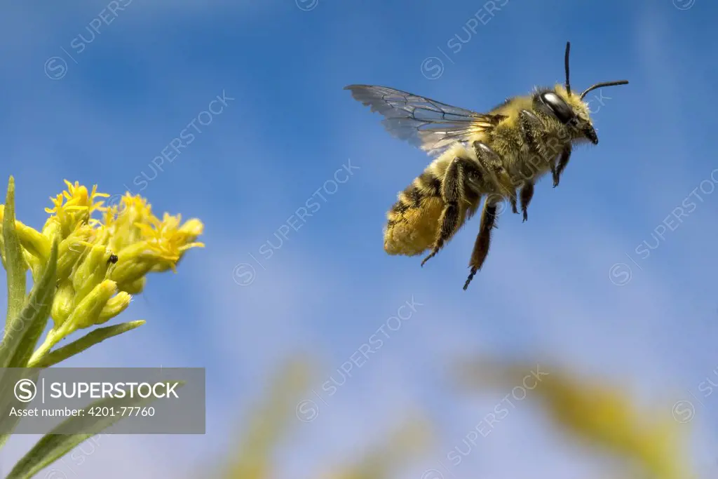 Leaf-cutting Bee (Megachile sp) departing a Goldenrod flower (Solidago sp) after collecting nectar and pollen, North America