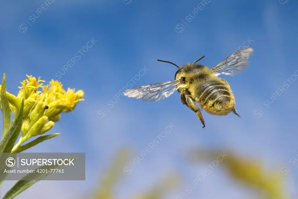 Leaf-cutting Bee (Megachile sp) flies toward a Goldenrod flower (Solidago sp) abdomen is covered with pollen, North America