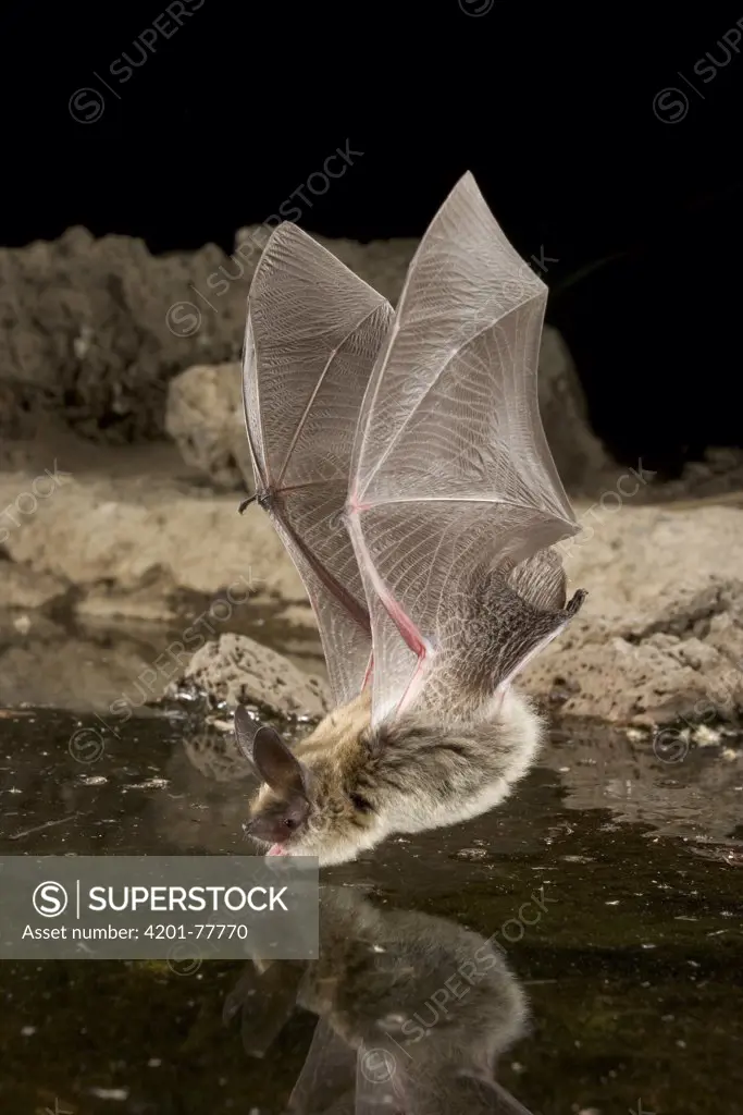 Western Long-eared Myotis (Myotis evotis) about to drink from a man-made guzzler, high-desert transition zone in the Deschutes National Forest, Oregon