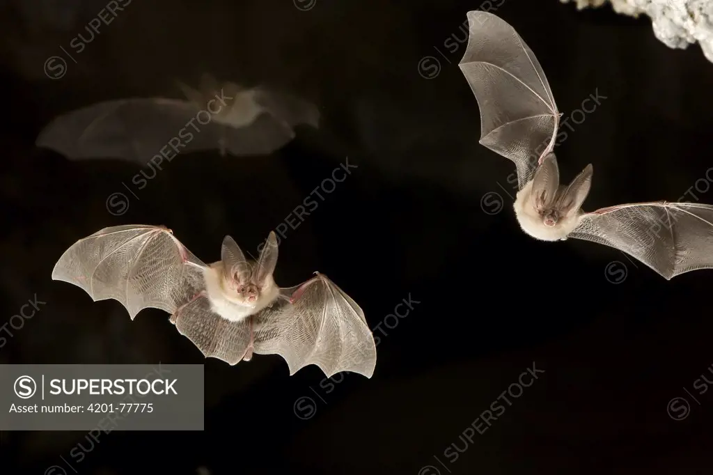 Townsend's Big-eared Bat (Corynorhinus townsendii) pair exit a cave while a third flies in the background in the Derrick Cave Complex, a series of lava tubes and lava bubbles, dusk, central Oregon