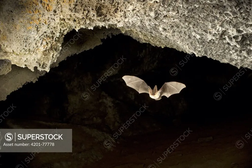 Townsend's Big-eared Bat (Corynorhinus townsendii) exits a cave in the Derrick Cave complex, a series of lava tubes and lava bubbles, dusk, central Oregon