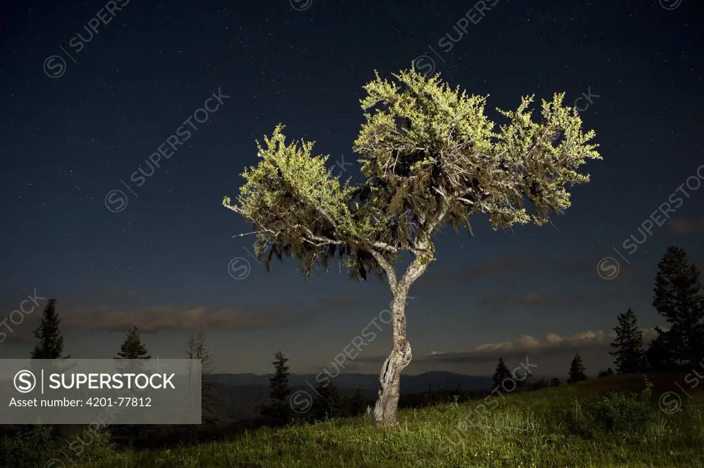Mountain Mahogany (Cercocarpus ledifolius) photographed at night on a high ridge, Eden Bench, Wallowa County, Oregon