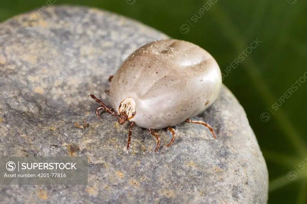 Sheep Tick (Ixodes ricinus) female engorged after a blood meal, northeast Oregon